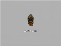 藏品(北埔陷紋金龜)的圖片